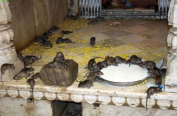 karni mata temple